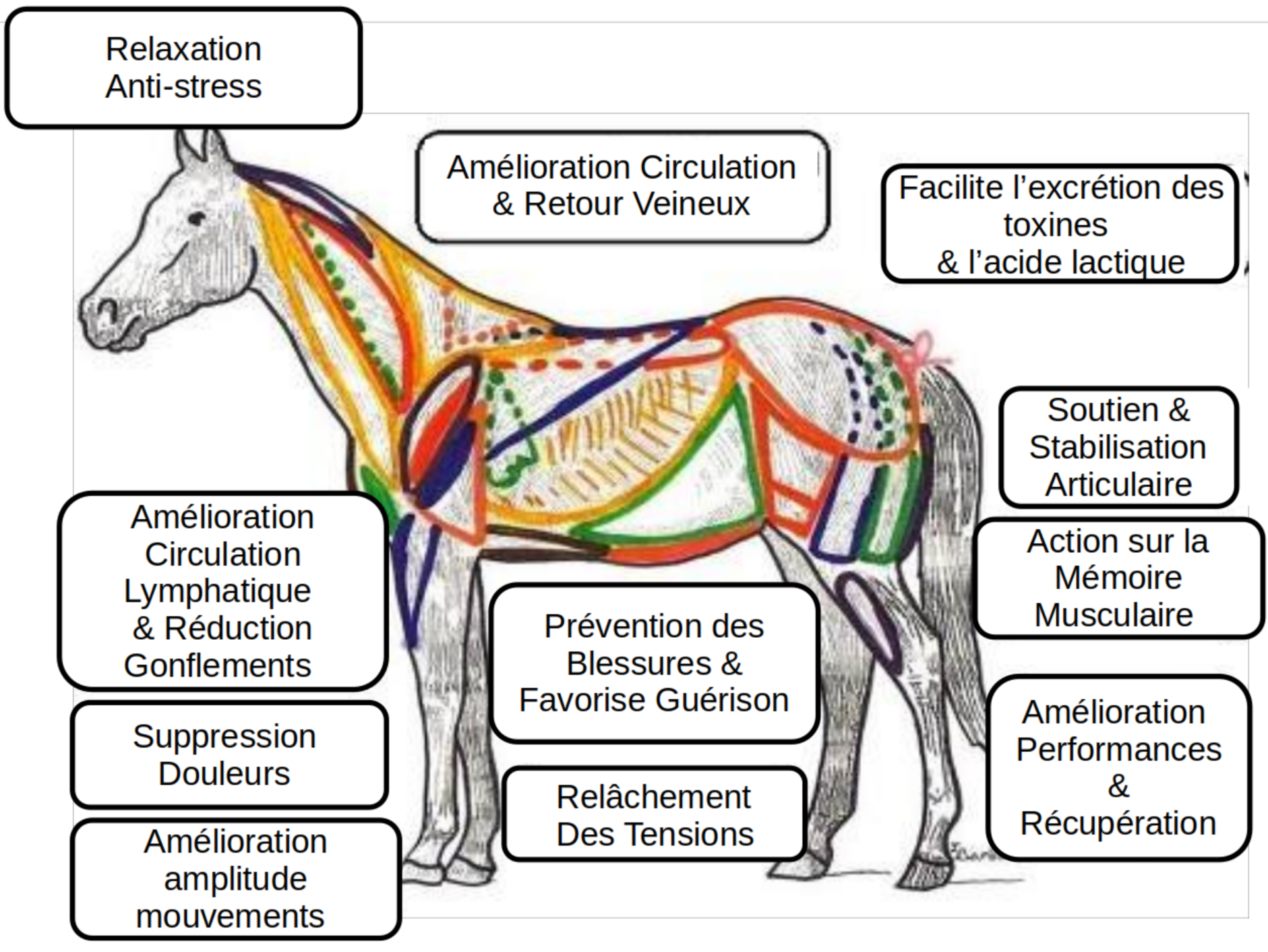 Diagramme Bénéfices Bodywork