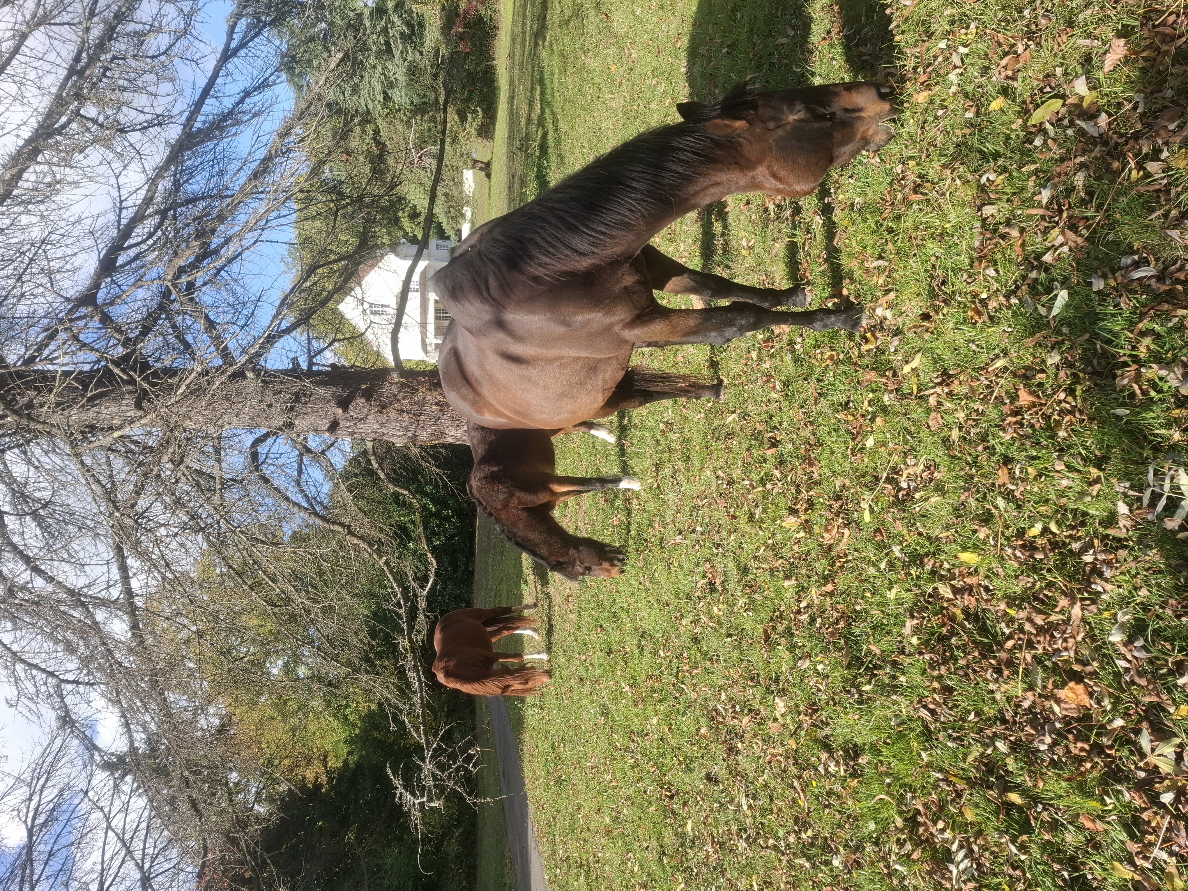 Cheval